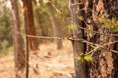 fencepost and tree