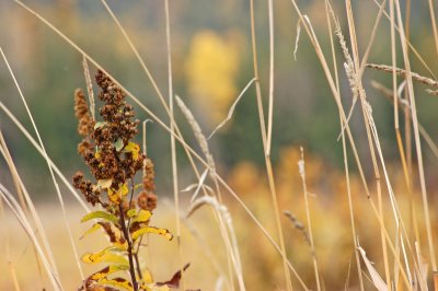 Fall grass_1.jpg