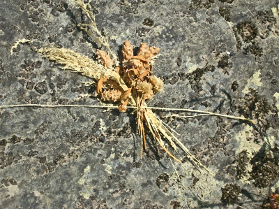 Dried grass on rock