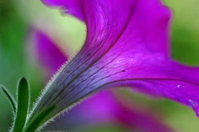 CLOSE UP OF FLOWER