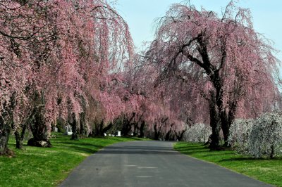 THE CHERRY BLOSSOMS #2