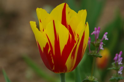 THE STRIPED TULIP