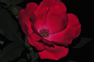 THE KNOCKOUT ROSE