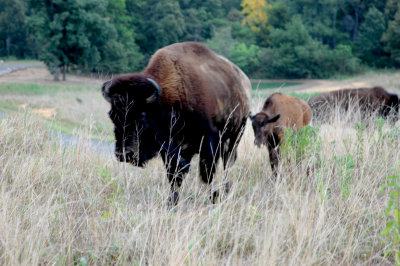 BISON IN KENTUCKY