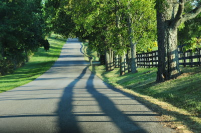 A VERY PRETTY KENTUCKY COUNTRY ROAD