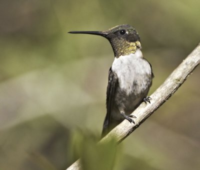 g1/50/864750/3/131653331.Nzv9EhnT.jpg