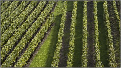  Vineyards