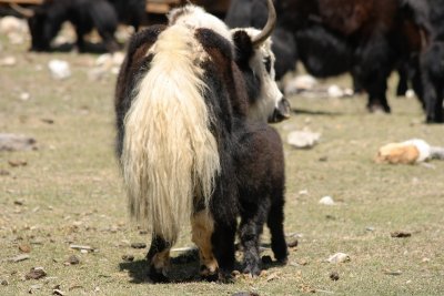 Yaks