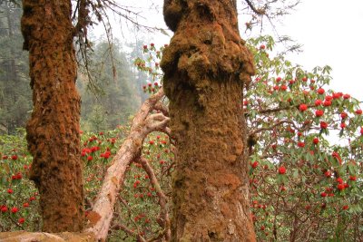 Rhododendron forest