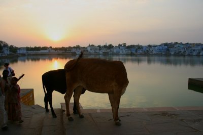 Sunset with a headless cow