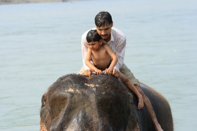 Elephant washing