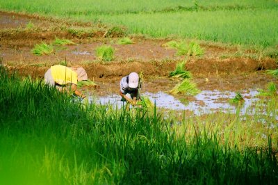 Rice planting