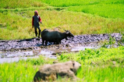 Rice field preparation