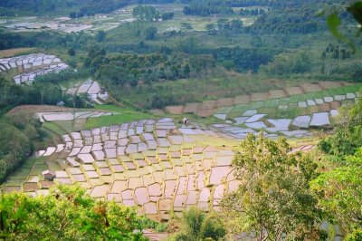 Rice terraces near Ruteng