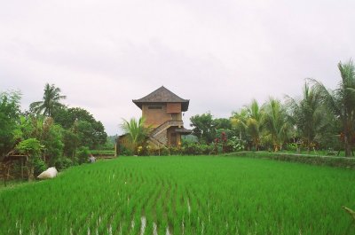 Rice field