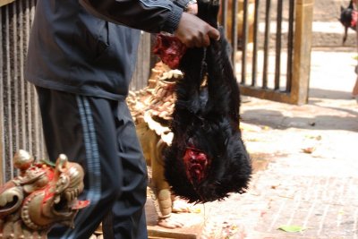 Removing the goat