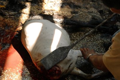 Preparing the goat