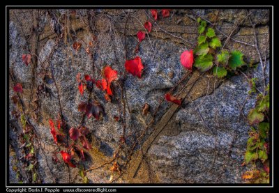 Red vine on stone wall  - HDR