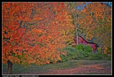 Cabin and tree