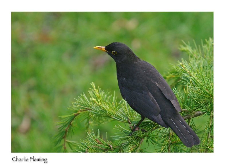 Blackbird -Turdus merula