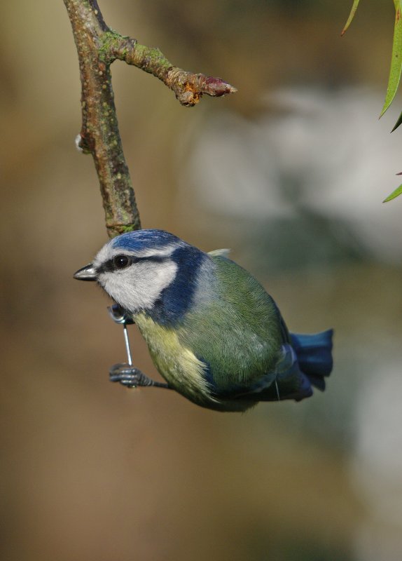 Blue Tit