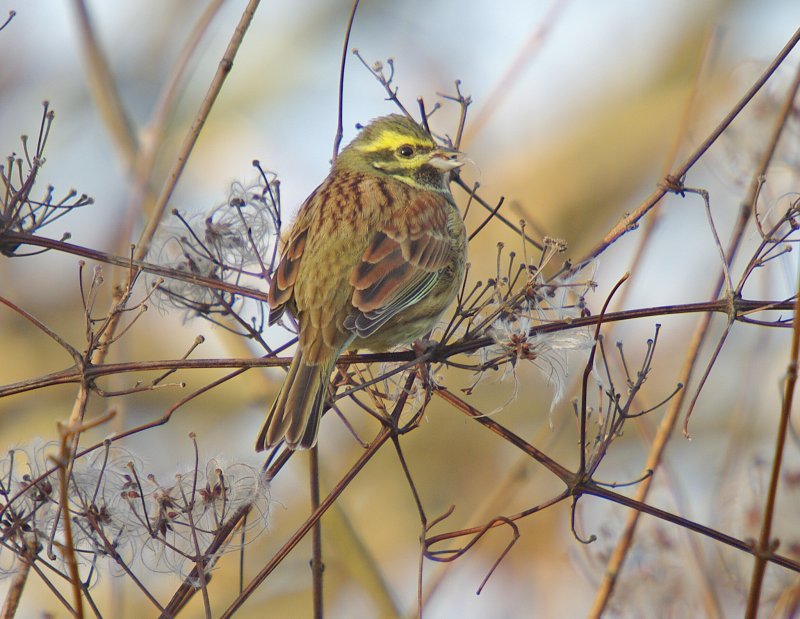 Cirl Bunting - Emberiza cirlus