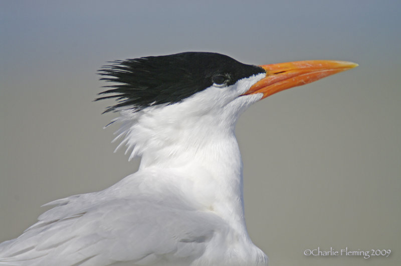 Royal Tern - Sterna maxima