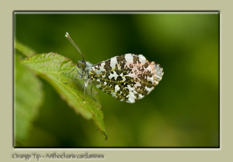 Orange Tip - Anthocharis cardamines