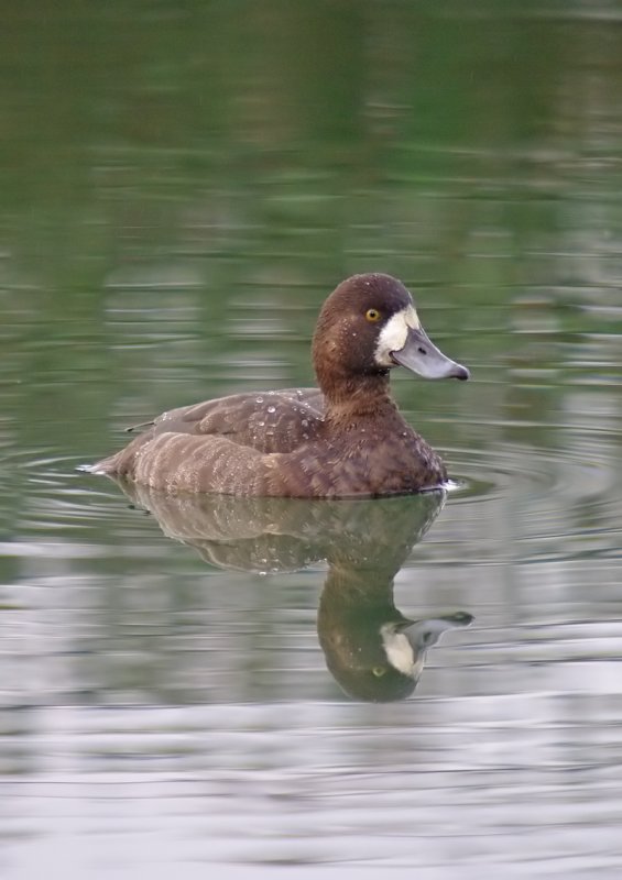 Scaup - Aythya marila