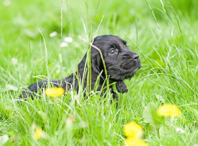 Cocker Spaniel Pup - Jacko