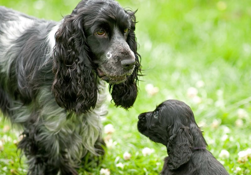 Cocker Spaniel Pup - Jacko with his Aunt!