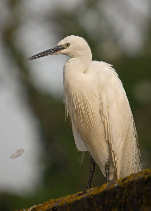 Little Egret