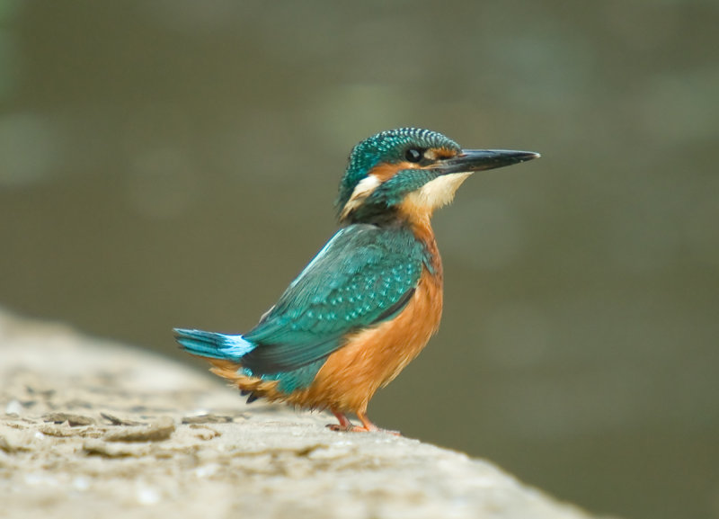 Kingfisher