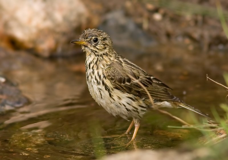 Meadow pipits - Anthus pratensis