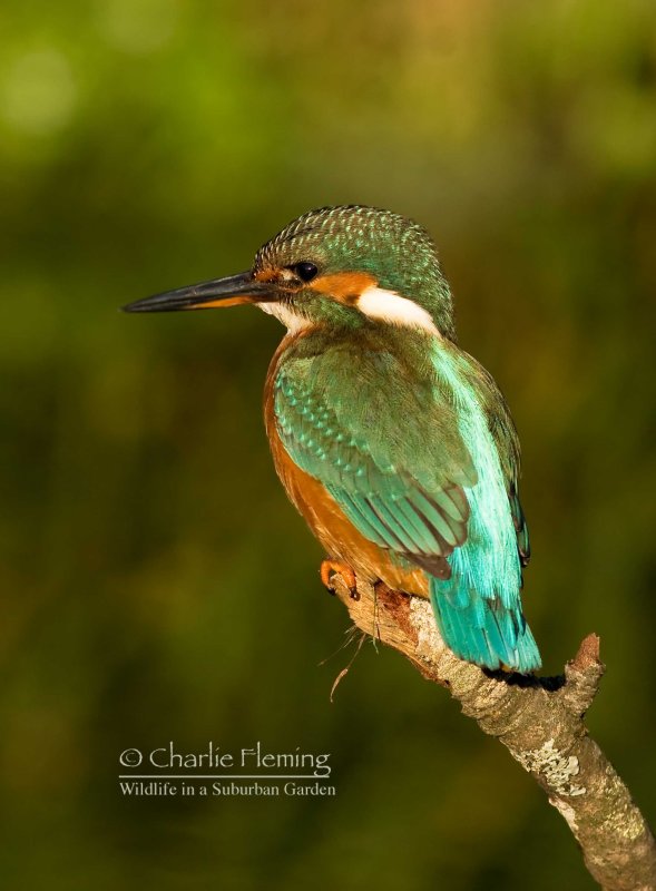 Kingfisher female