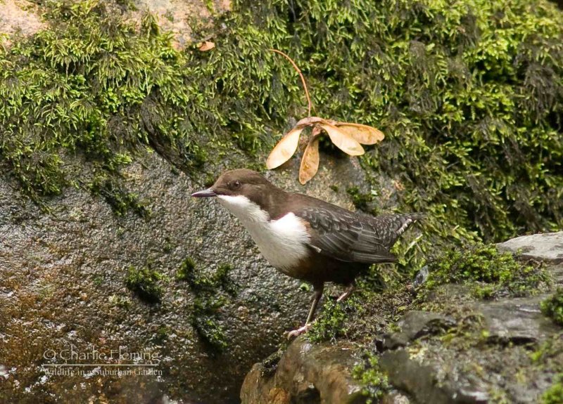 Dipper