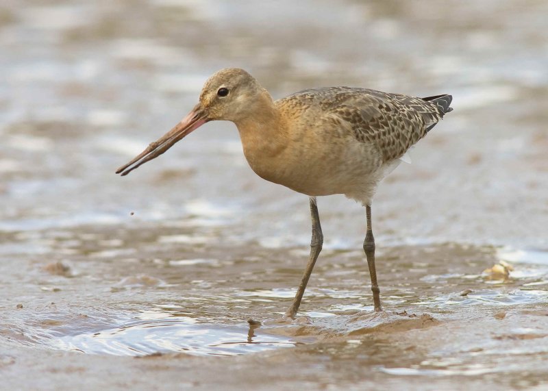 Black Tailed Godwit