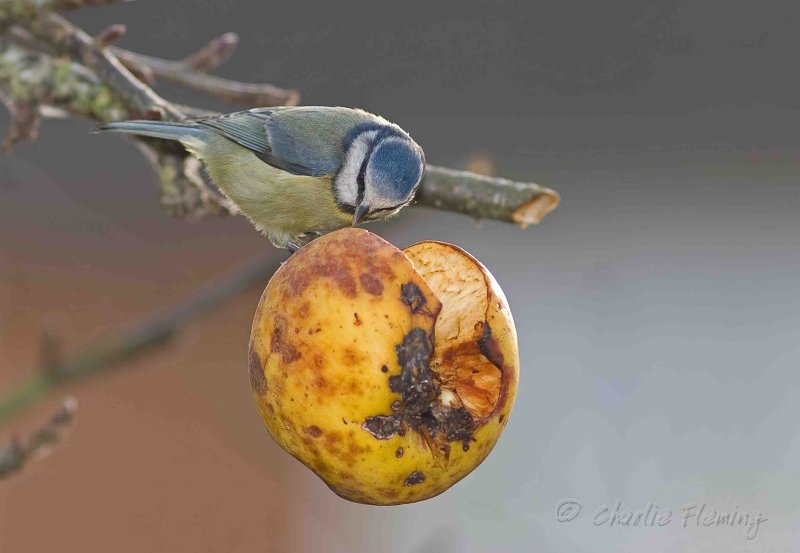 Blue Tit - Cyanistes caeruleus