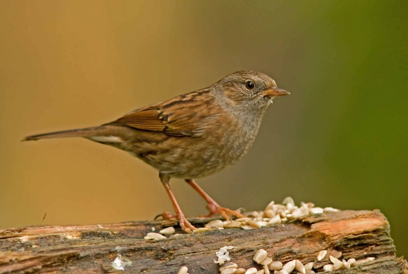 Dunnock - Prunella modularis