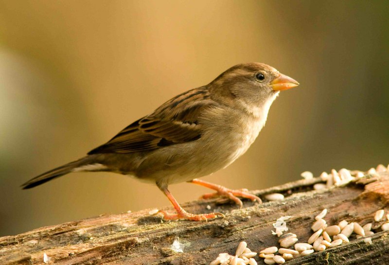 House Sparrow - Passer domesticus