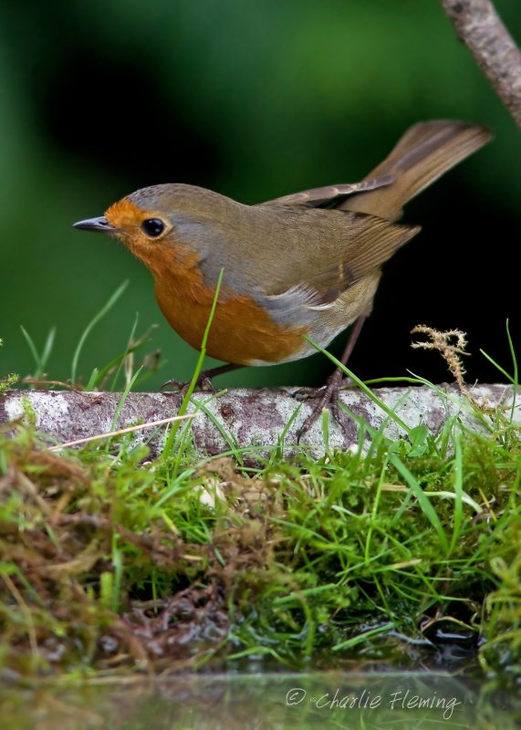 Robin - Erithacus rubecula