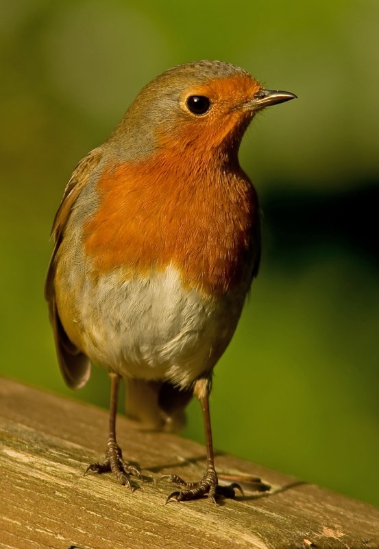 Robin - Erithacus rubecula