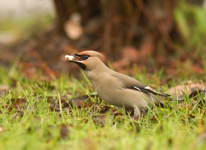 Bohemian Waxwing -Bombycilla garrulus