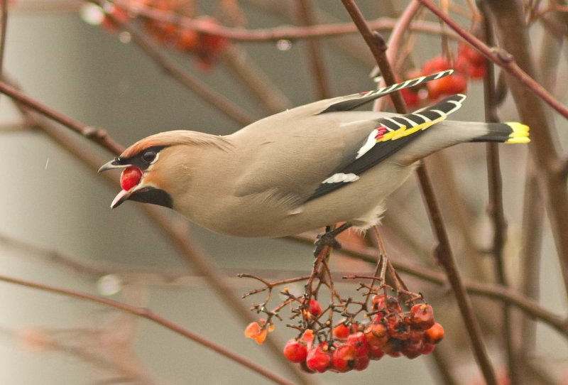 Bohemian Waxwing -Bombycilla garrulus