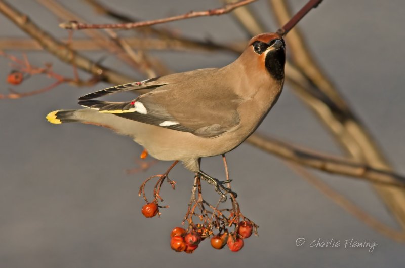 Bohemian Waxwing -Bombycilla garrulus