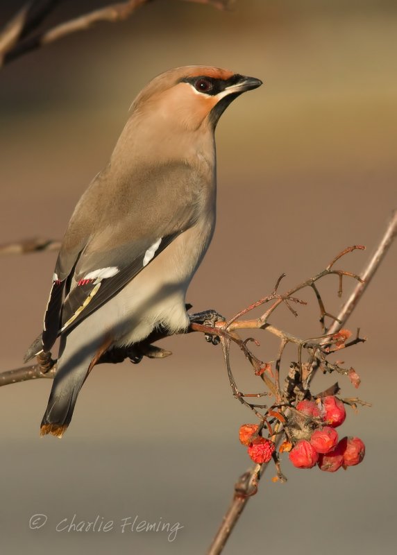 Bohemian Waxwing -Bombycilla garrulus