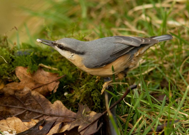 Nuthatch  - Sitta europaea