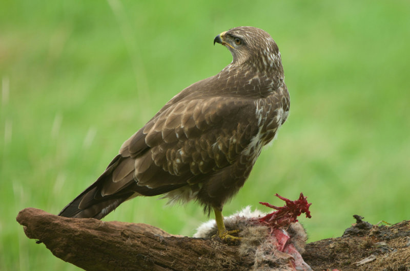 Buzzard - Buteo buteo