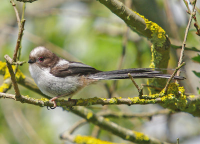 Long Tailed Tit