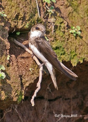 Sand Martin - Riparia riparia